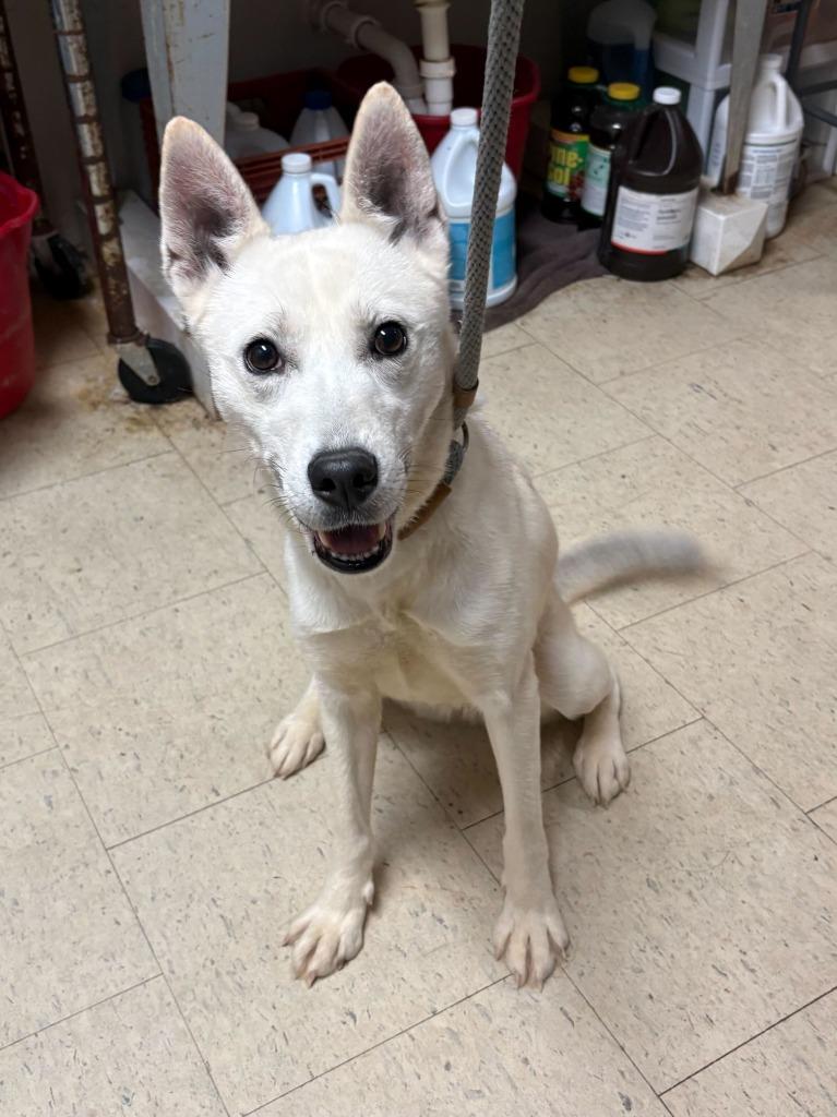 Enlarge Kaiya, a Adoptable mixed breed in Chillicothe, OH image 1/1