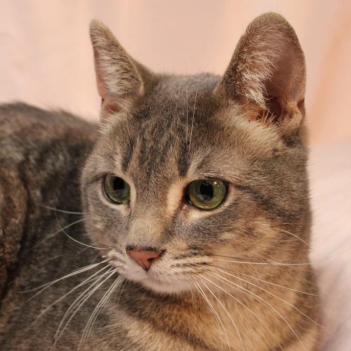 Roxi, Adoptable, Adult Female Domestic Short Hair.