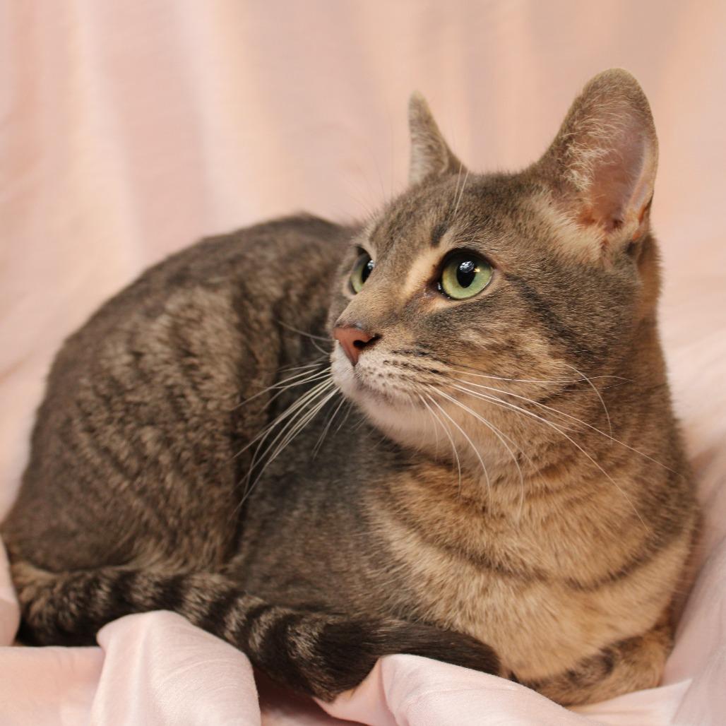 Enlarge Roxi, a Adoptable Domestic Short Hair in Gaylord, MN image 2/4
