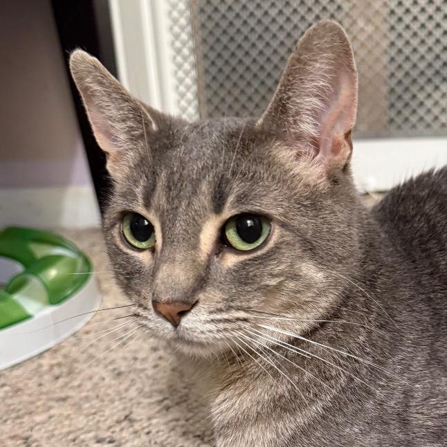 Roxi, Adoptable, Adult Female Domestic Short Hair & Abyssinian.