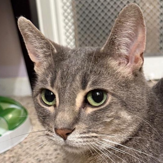Enlarge Roxi, a Adoptable mixed breed in Gaylord, MN image 1/6