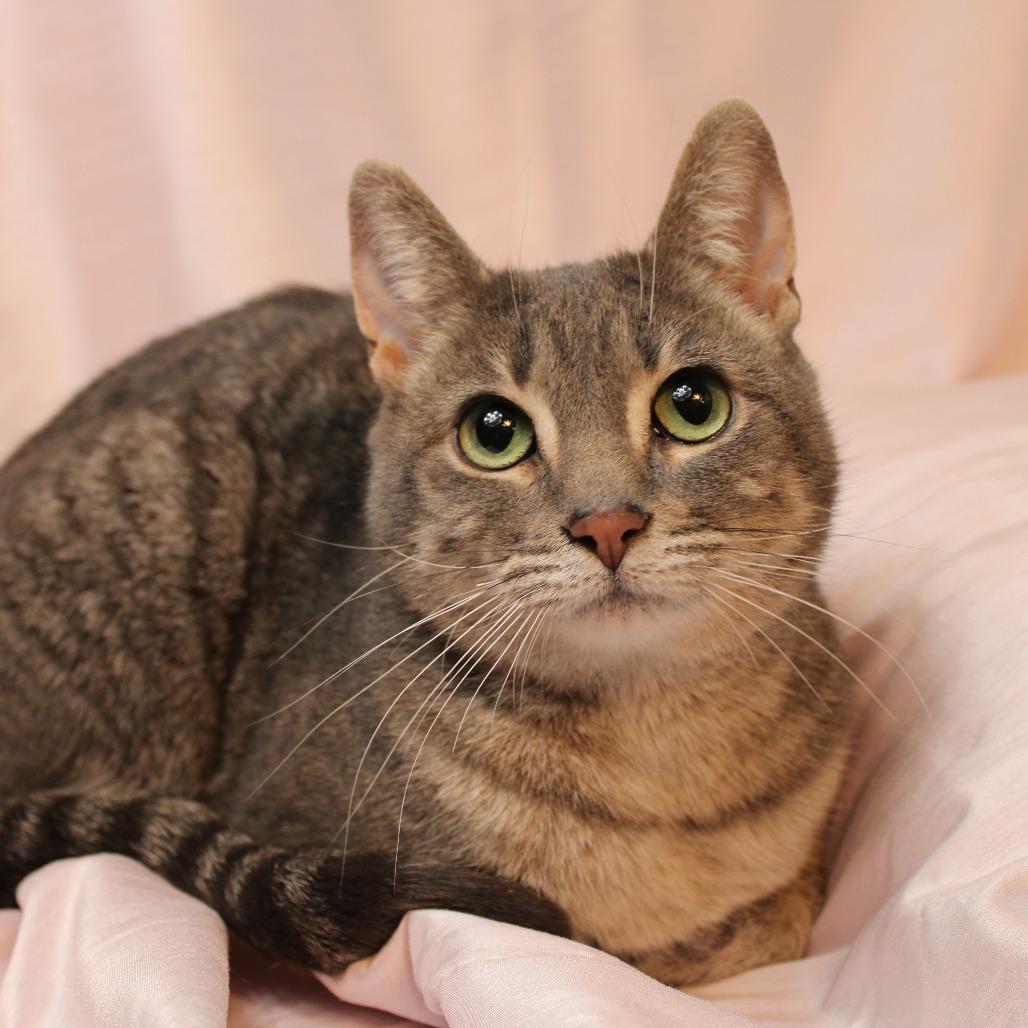 Enlarge Roxi, a Adoptable Domestic Short Hair in Gaylord, MN image 3/4
