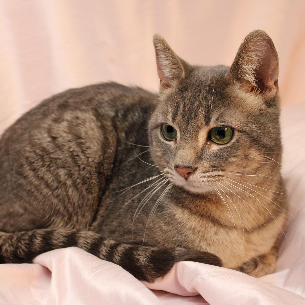 Enlarge Roxi, a Adoptable Domestic Short Hair in Gaylord, MN image 4/4