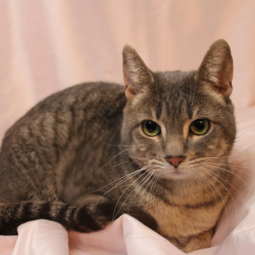 Enlarge Roxi, a Adoptable Domestic Short Hair in Gaylord, MN image 1/4