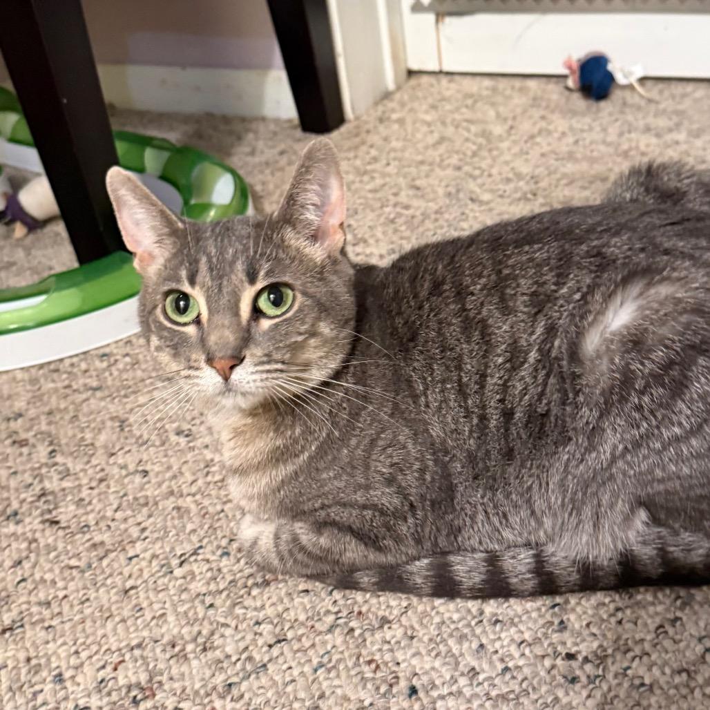 Roxi, a Adoptable mixed breed in Gaylord, MN image 6/6