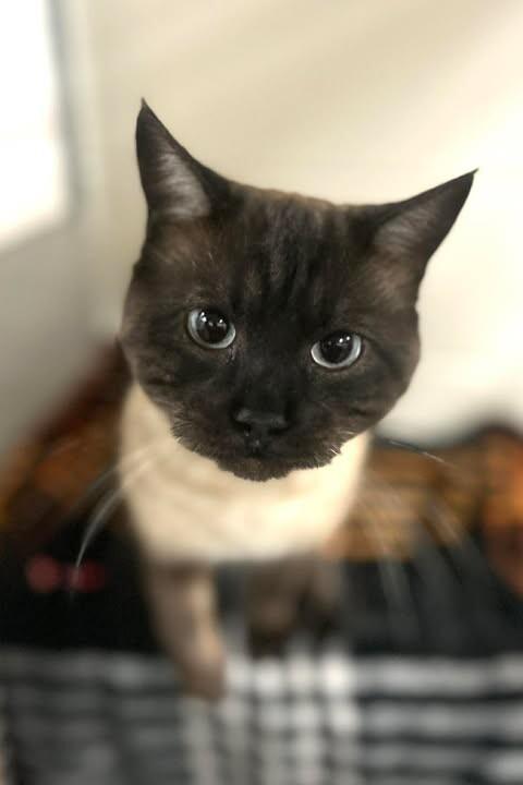 Ted Porker — thumbnail 2