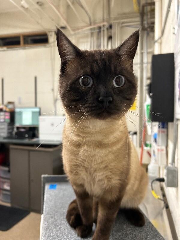 Ted Porker — thumbnail 4