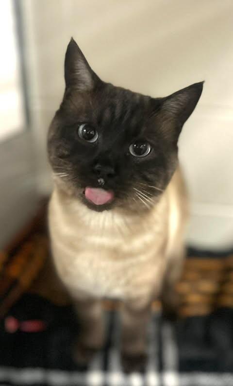 Ted Porker — thumbnail 5