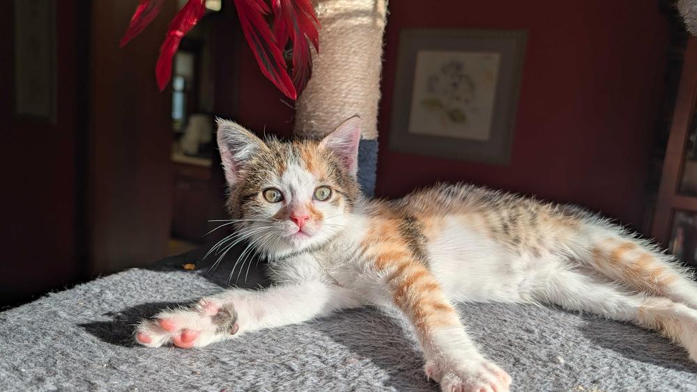 **Cat Cafe** Zennie, Adoptable, Kitten Female Domestic Short Hair.