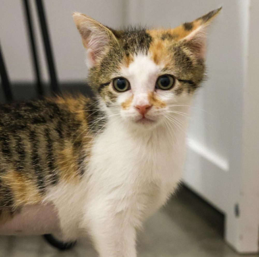 Enlarge **Cat Cafe** Zennie, a Adoptable Domestic Short Hair in Topeka, KS image 2/2