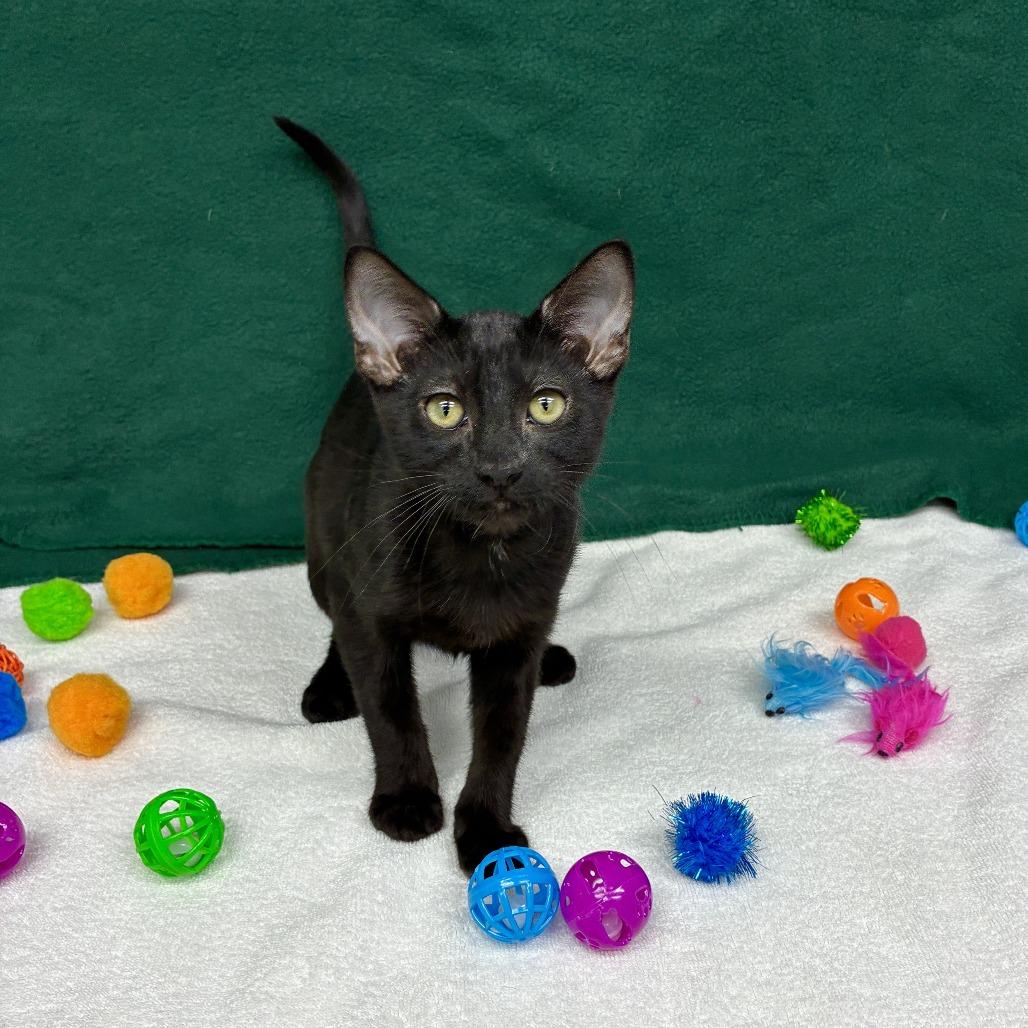 Lychee, a Adoptable Domestic Short Hair in Long Beach, CA image 1/6