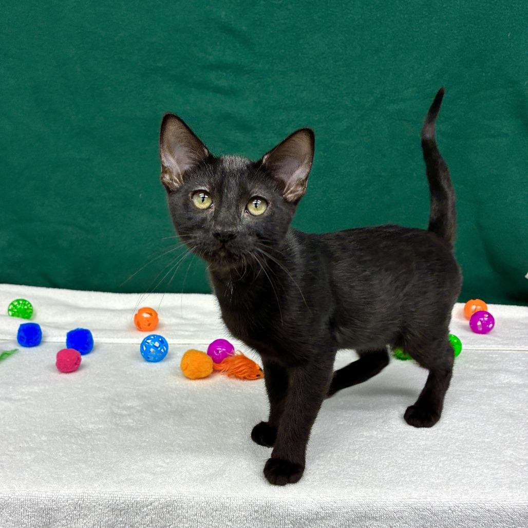 Lychee, a Adoptable Domestic Short Hair in Long Beach, CA image 2/6