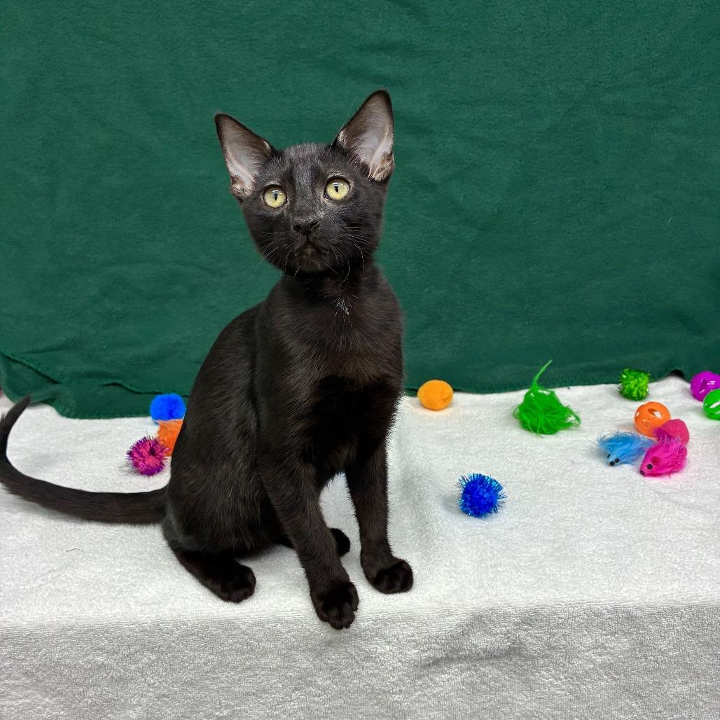 Lychee, a Adoptable Domestic Short Hair in Long Beach, CA image 3/6
