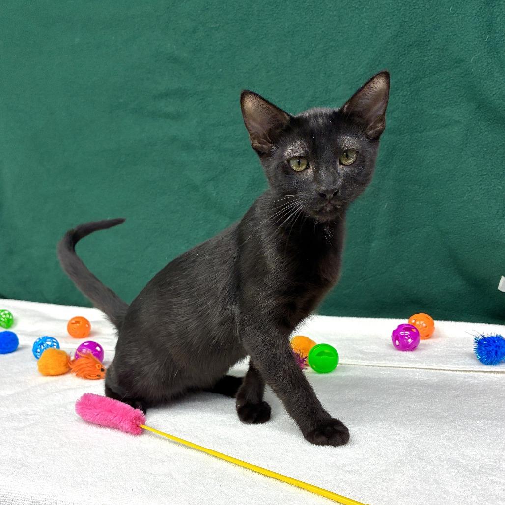 Lychee, a Adoptable Domestic Short Hair in Long Beach, CA image 4/6