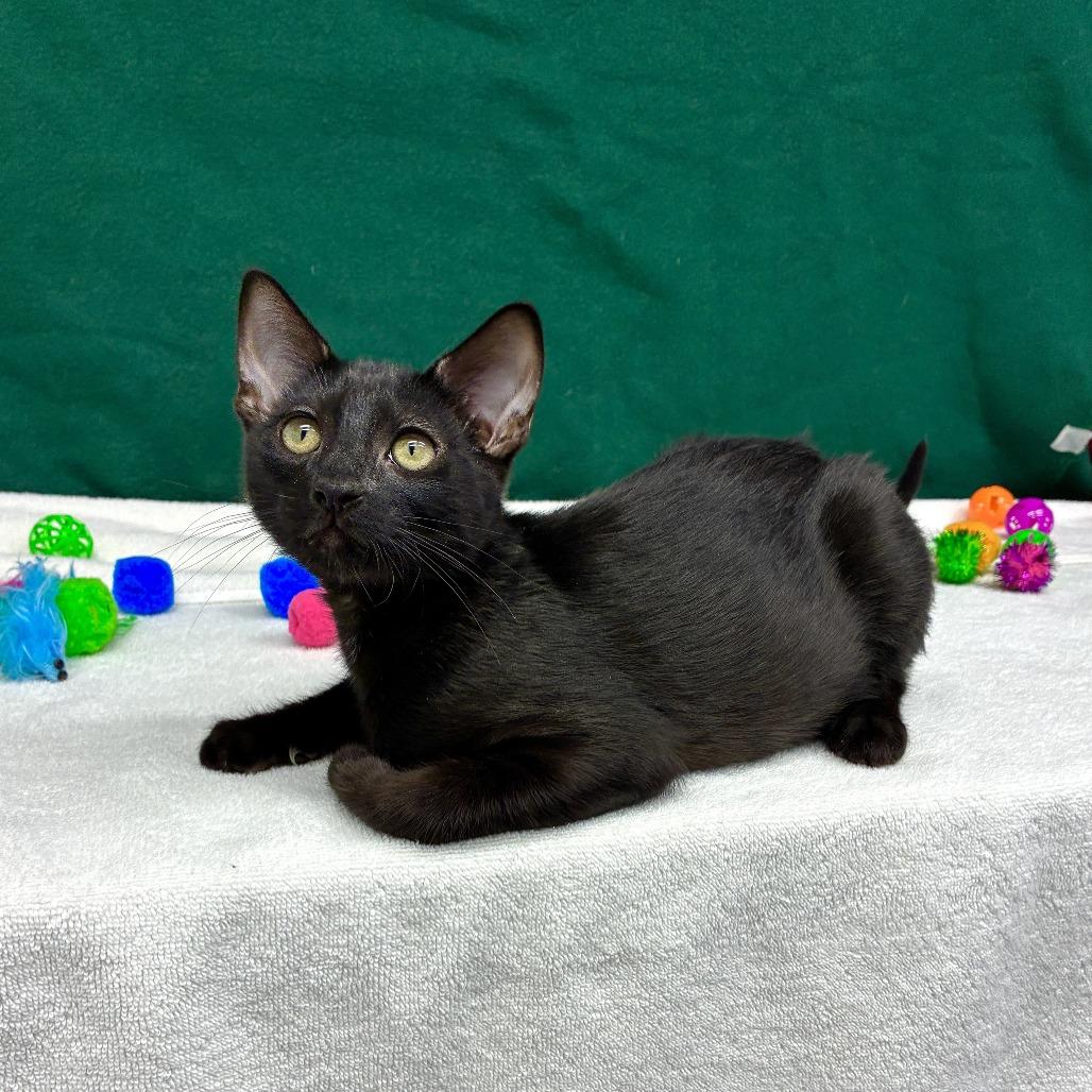 Lychee, a Adoptable Domestic Short Hair in Long Beach, CA image 5/6