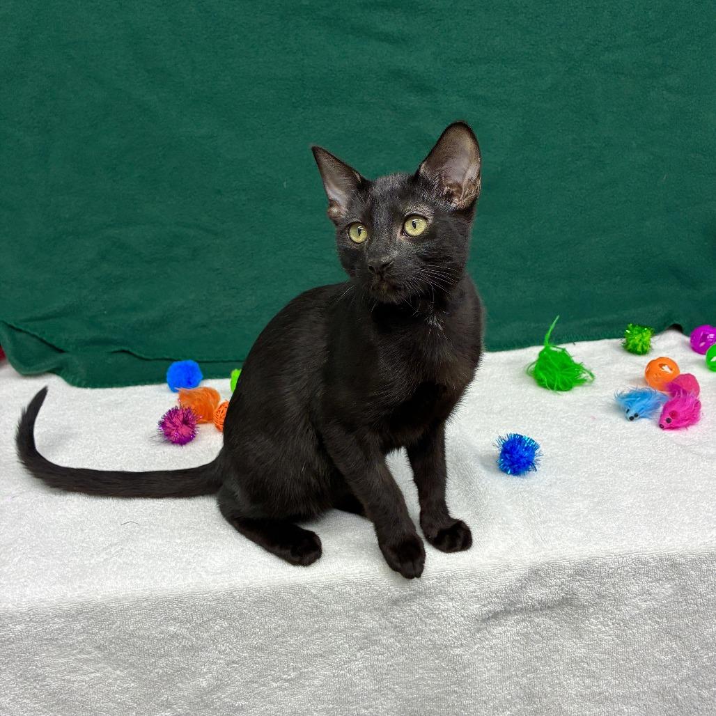 Lychee, a Adoptable Domestic Short Hair in Long Beach, CA image 6/6