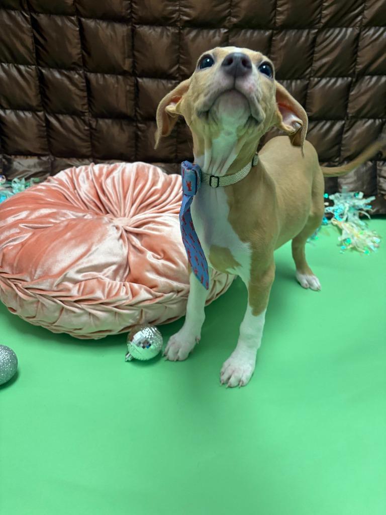 Tony Bennett, Adoptable, Puppy Male Terrier & Pit Bull Terrier.