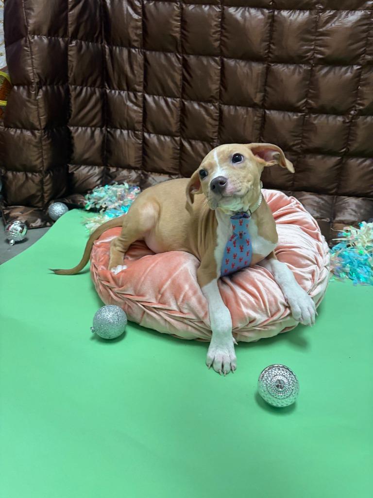 Enlarge Tony Bennett, a Adoptable mixed breed in Phoenix, AZ image 2/4