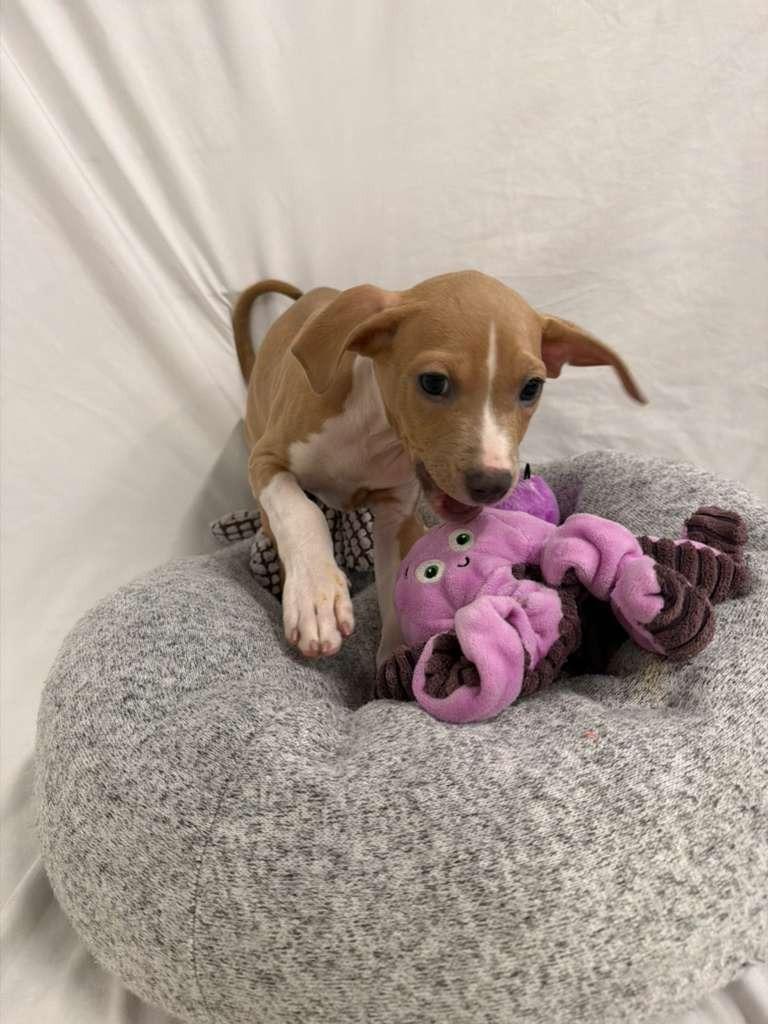 Enlarge Tony Bennett, a Adoptable mixed breed in Phoenix, AZ image 3/4