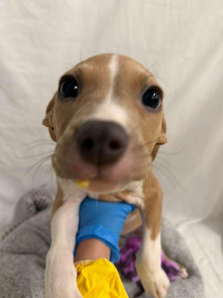 Enlarge Tony Bennett, a Adoptable mixed breed in Phoenix, AZ image 4/4