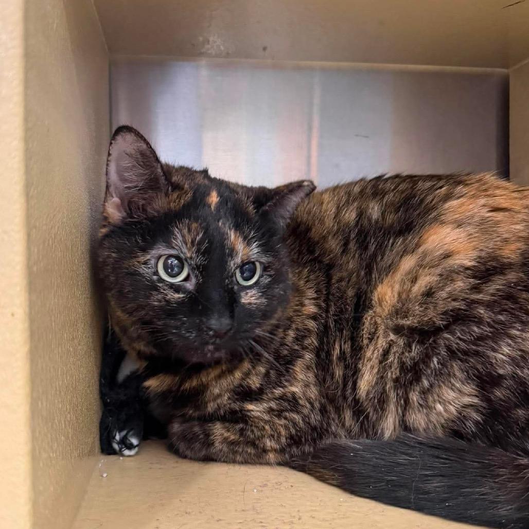 Sallie, Adoptable, Senior Female Domestic Short Hair.