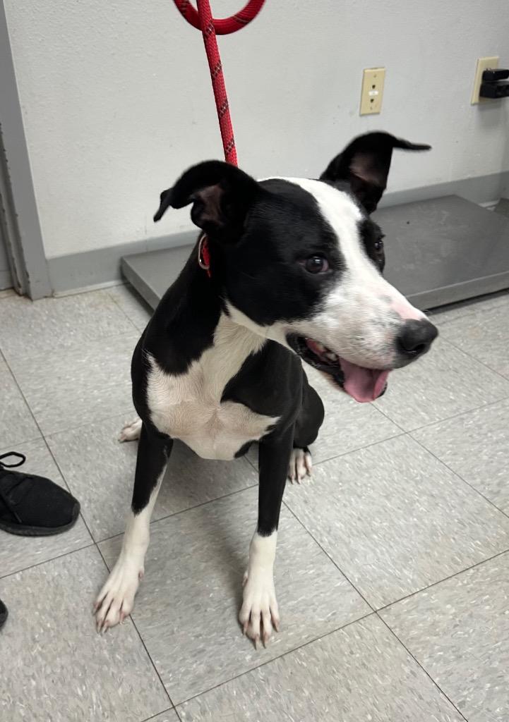 Enlarge Linda, a Adoptable mixed breed in Sorrento, LA image 1/3