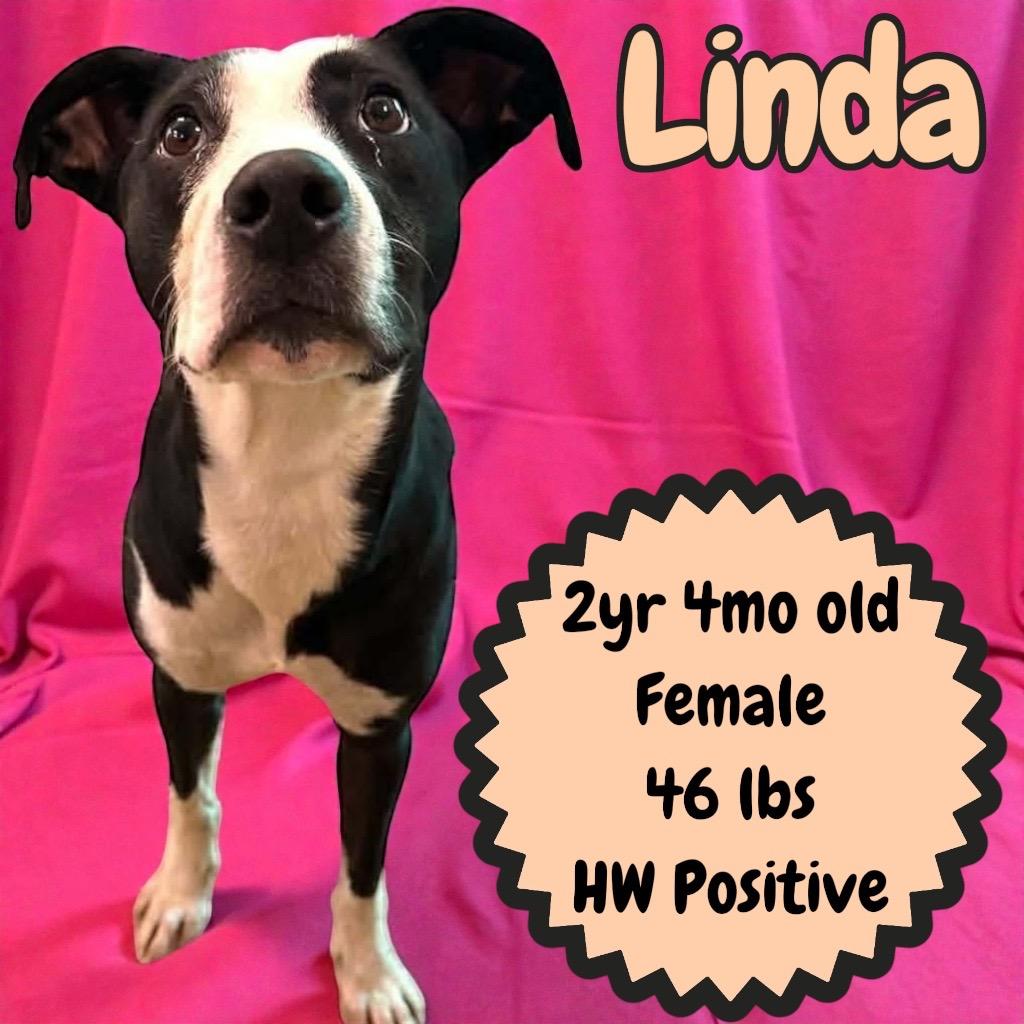 Enlarge Linda, a Adoptable mixed breed in Sorrento, LA image 2/3