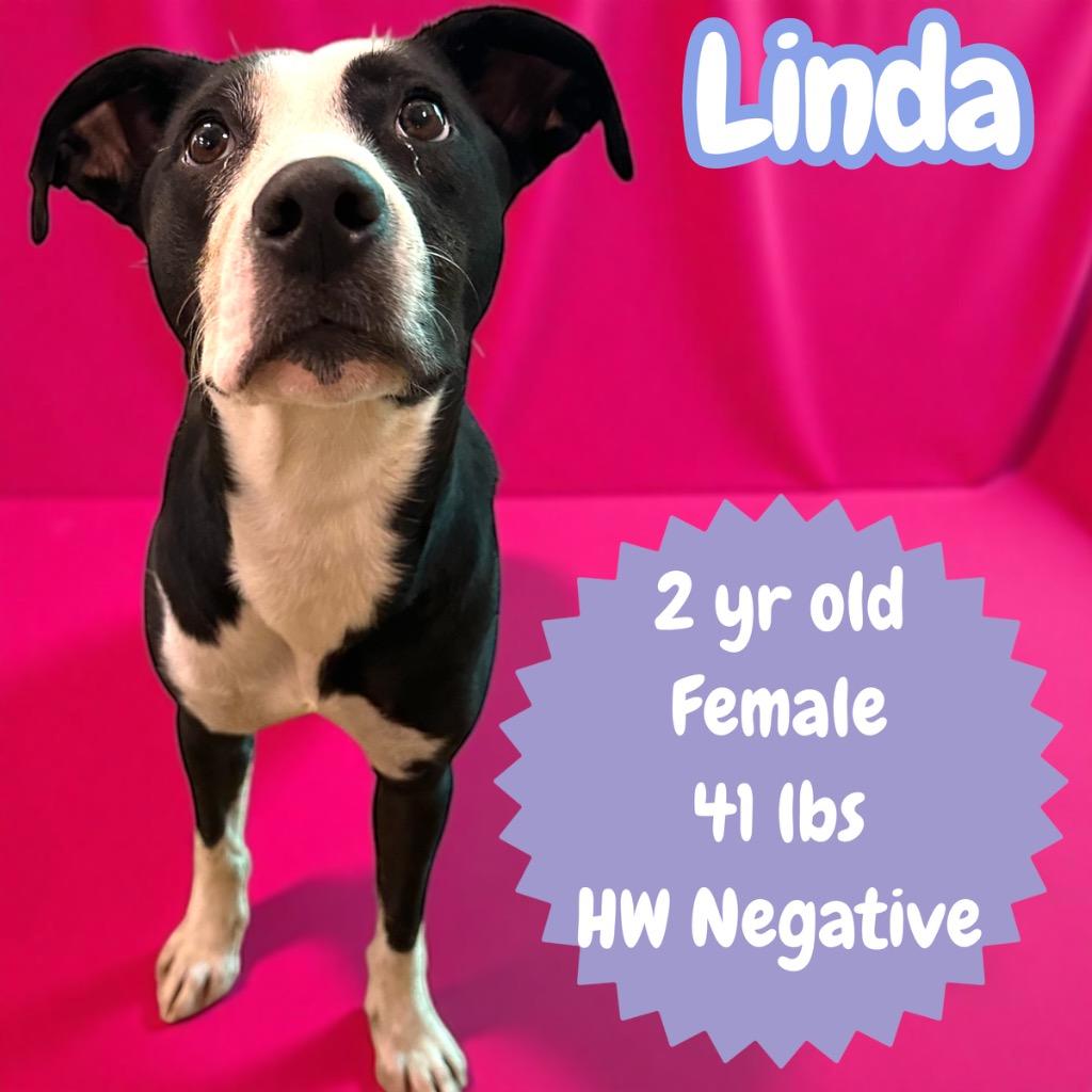 Enlarge Linda, a Adoptable mixed breed in Sorrento, LA image 2/2