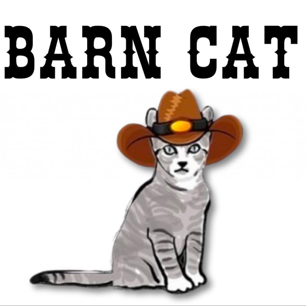 Raven, Adoptable, Senior Male Domestic Short Hair.