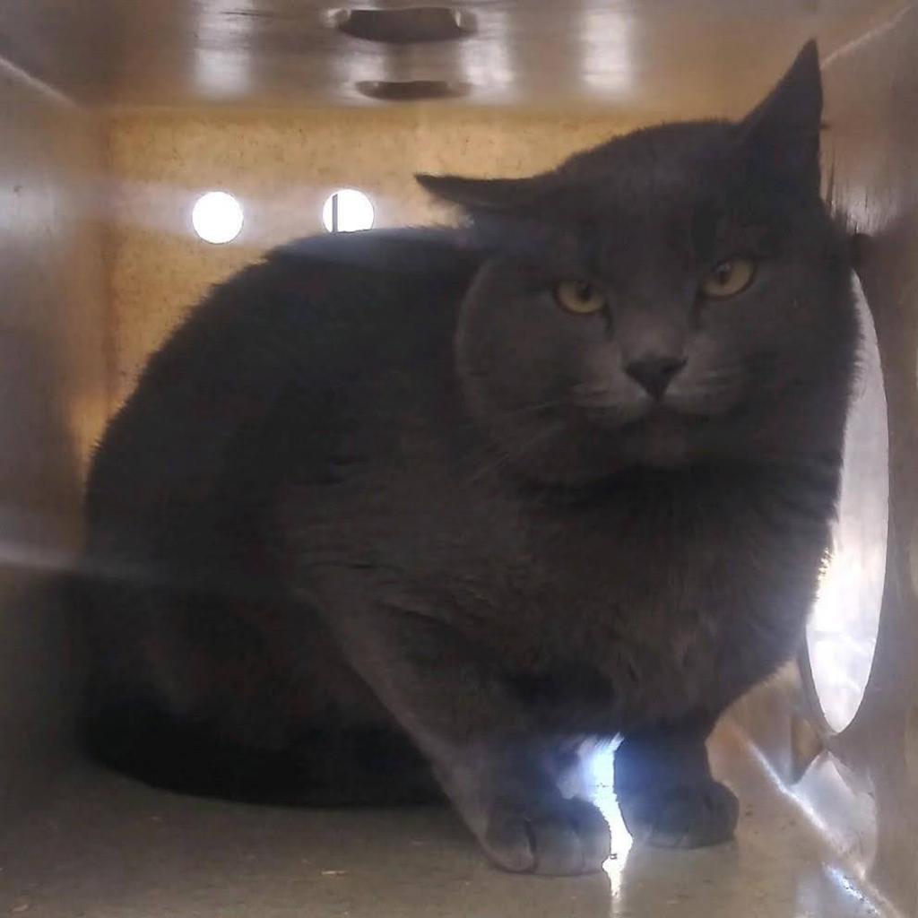 Enlarge Raven, a Adoptable Domestic Short Hair in Hemet, CA image 2/4