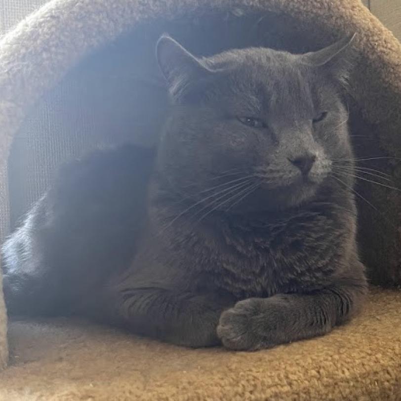 Enlarge Raven, a Adoptable Domestic Short Hair in Hemet, CA image 3/4