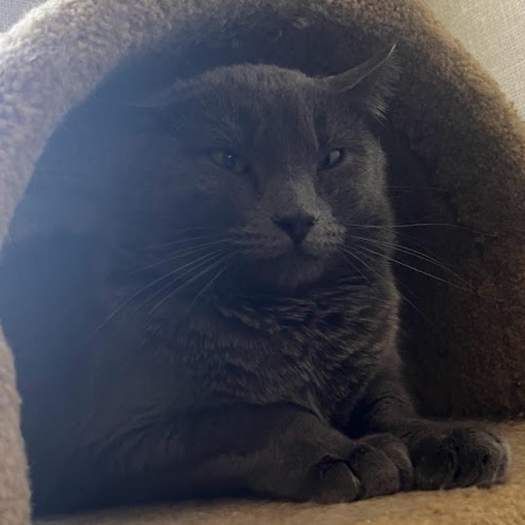 Enlarge Raven, a Adoptable Domestic Short Hair in Hemet, CA image 4/4