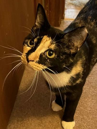 Enlarge Valora Beacon, a Adoptable Domestic Short Hair in Hudson, MA image 1/3