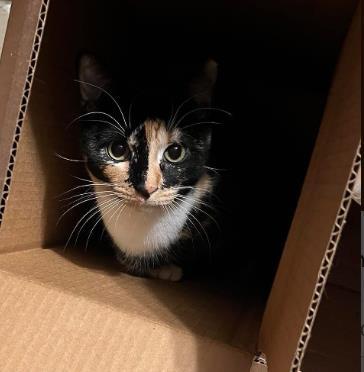 Enlarge Valora Beacon, a Adoptable Domestic Short Hair in Hudson, MA image 2/3