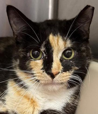 Valora Beacon, Adoptable, Young Female Domestic Short Hair & Domestic Short Hair.