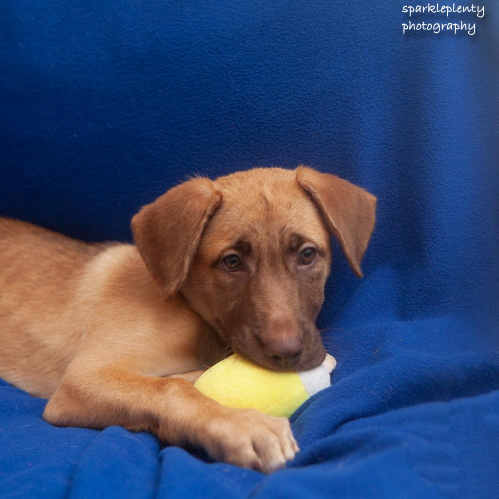 Enlarge Eliza, an adoptable Mixed Breed in Ridgefield, CT image 3/6