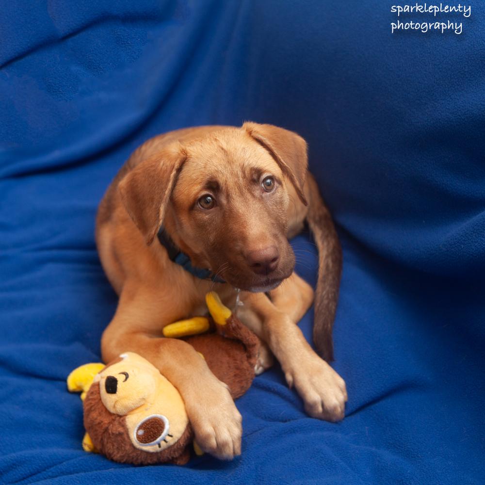 Enlarge Eliza, an adoptable Mixed Breed in Ridgefield, CT image 4/6