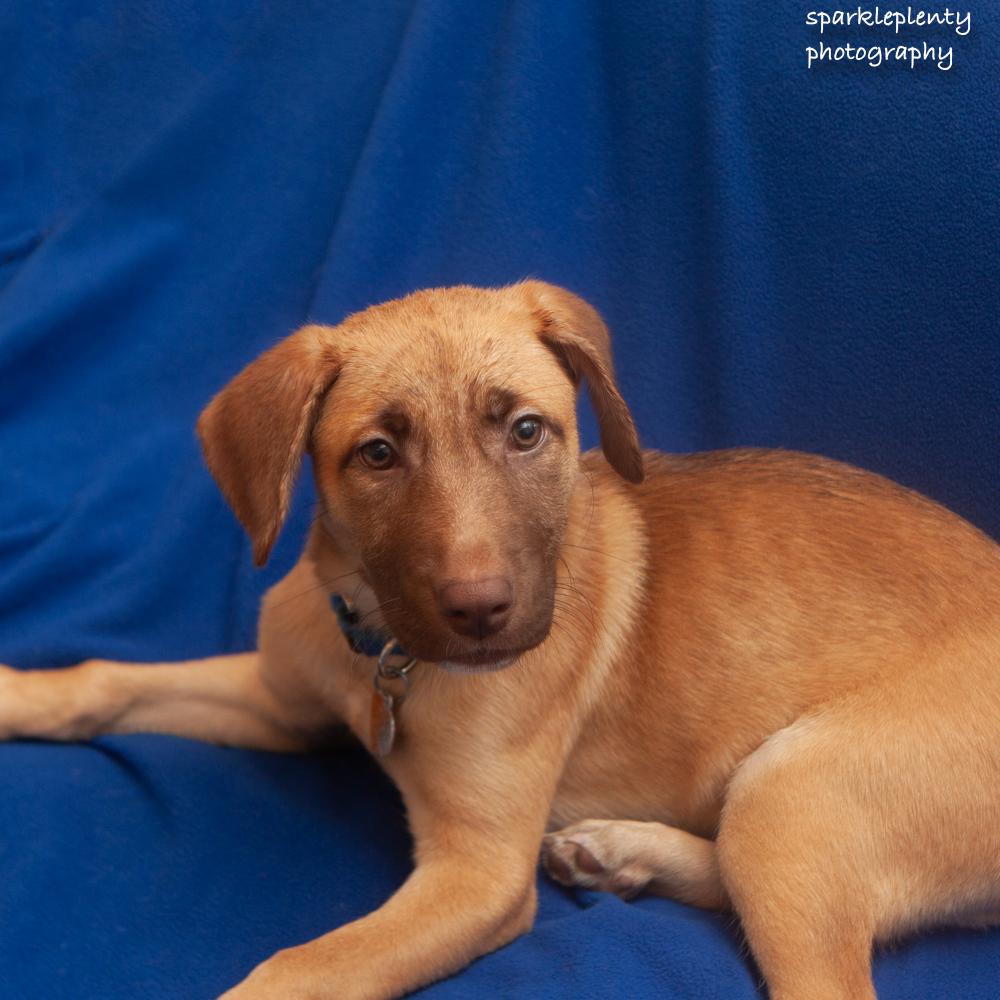 Enlarge Eliza, an adoptable Mixed Breed in Ridgefield, CT image 5/6