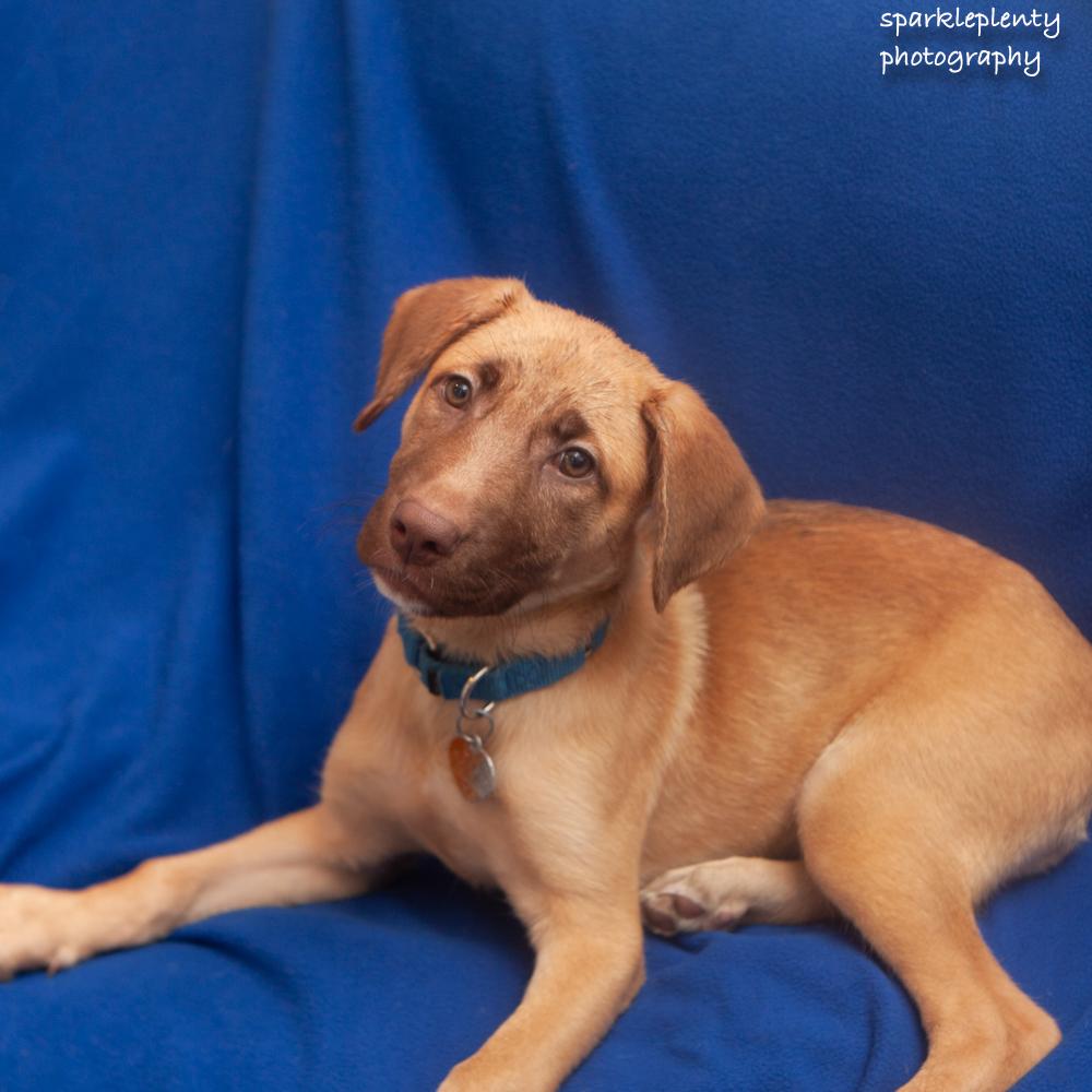 Enlarge Eliza, an adoptable Mixed Breed in Ridgefield, CT image 1/6