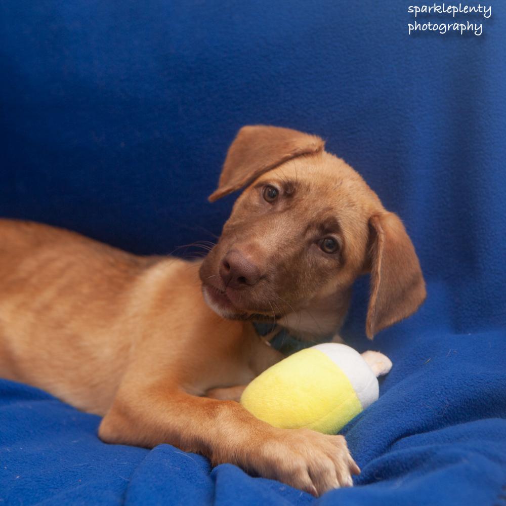 Enlarge Eliza, an adoptable Mixed Breed in Ridgefield, CT image 2/6