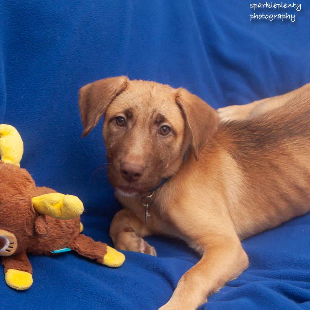 Enlarge Eliza, an adoptable Mixed Breed in Ridgefield, CT image 6/6