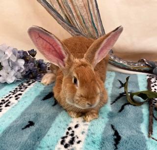 Enlarge Jagger, a ADOPTABLE mixed breed in Oakland, CA image 4/5