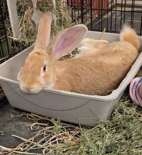 Enlarge Jagger, a ADOPTABLE mixed breed in Oakland, CA image 3/5