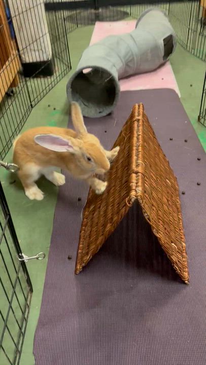 Enlarge Jagger, a ADOPTABLE mixed breed in Oakland, CA video 2/5