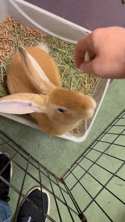 Enlarge Jagger, a ADOPTABLE mixed breed in Oakland, CA video 5/5