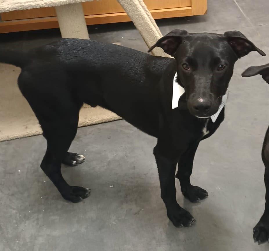 Enlarge Tito, a Adopted mixed breed in San Diego, CA image 3/4