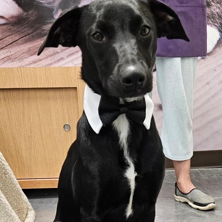 Enlarge Tito, a Adopted mixed breed in San Diego, CA image 2/4