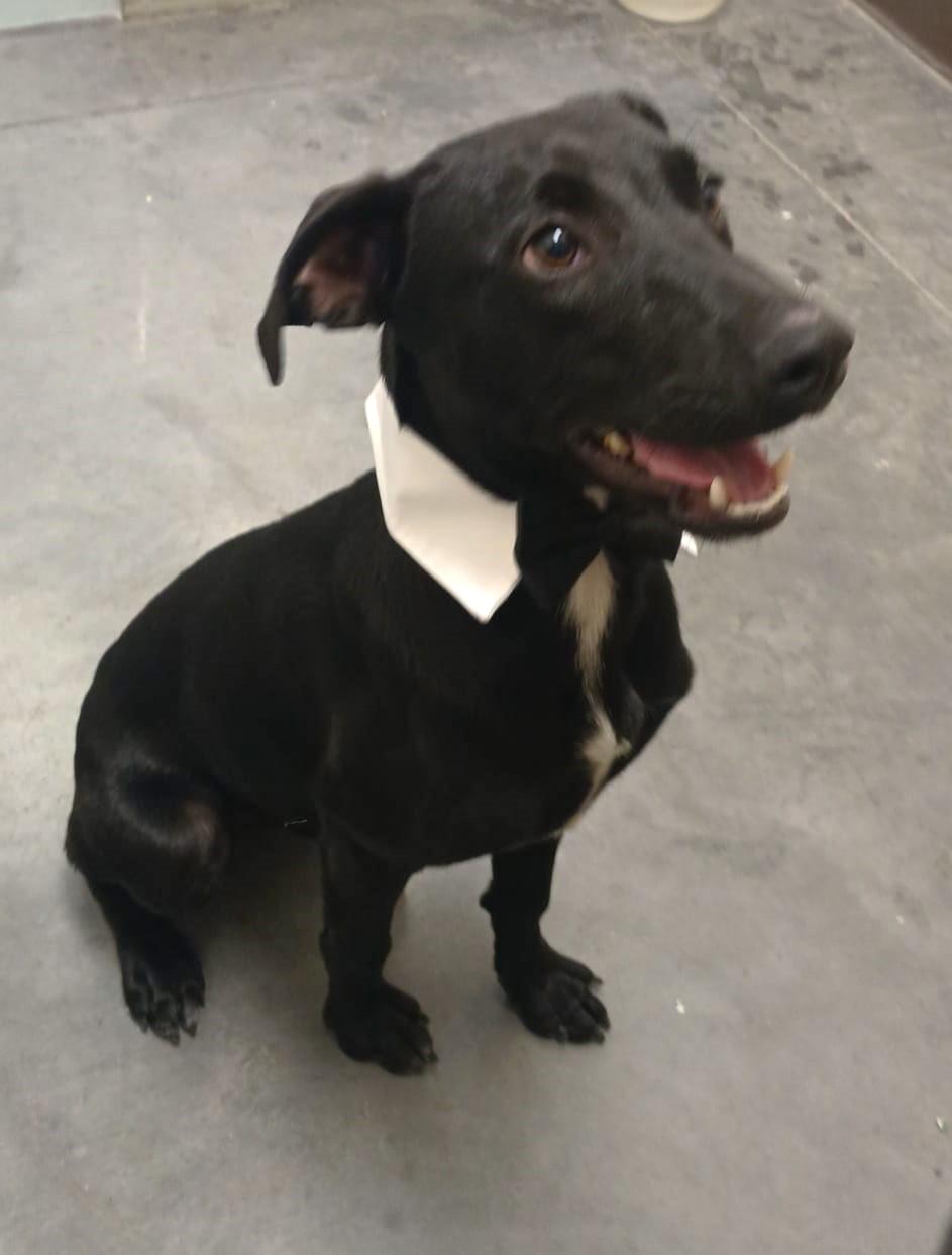 Enlarge Tito, a Adopted mixed breed in San Diego, CA image 4/4