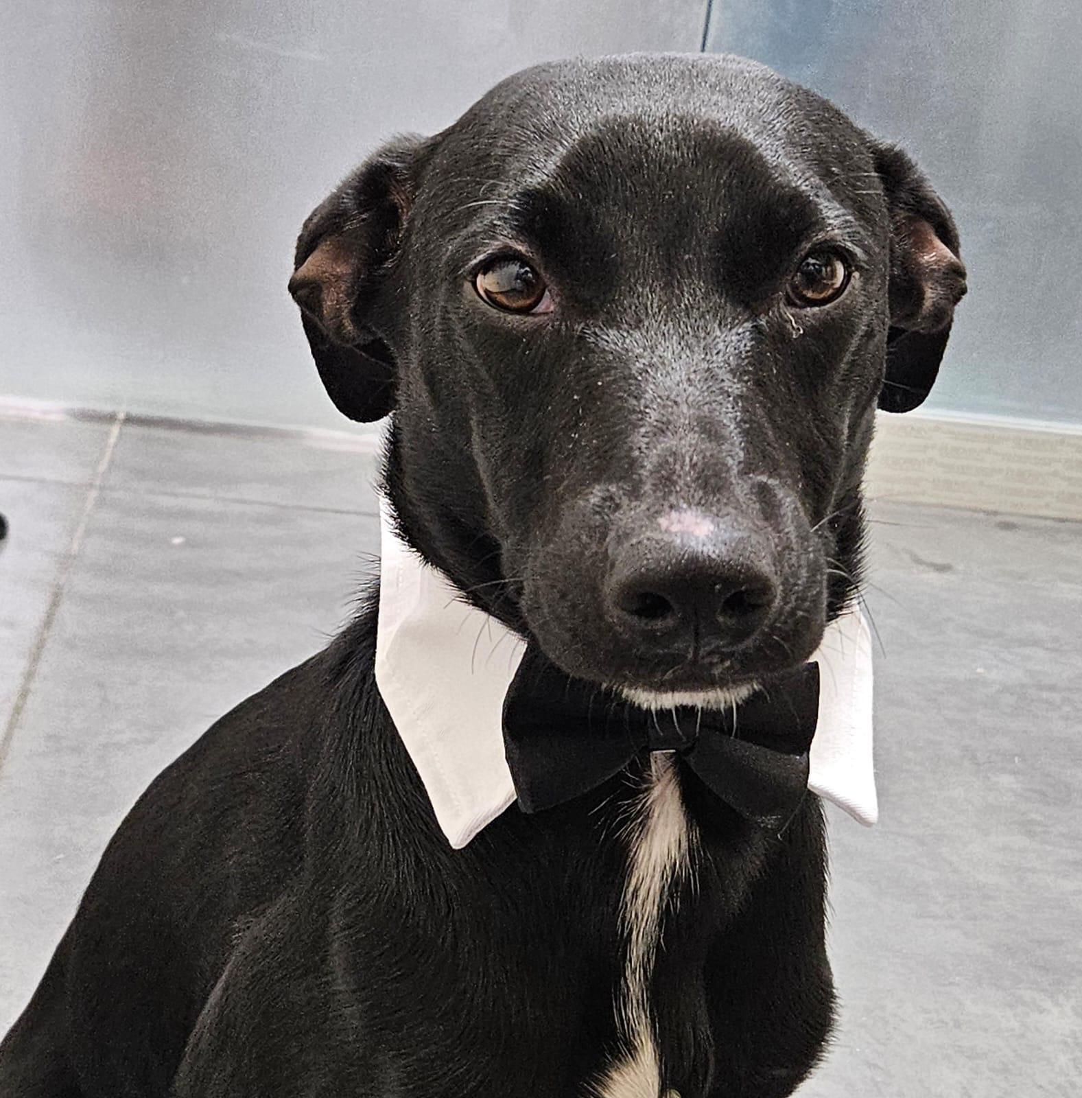 Tito, Adopted, Puppy Male Black Labrador Retriever.
