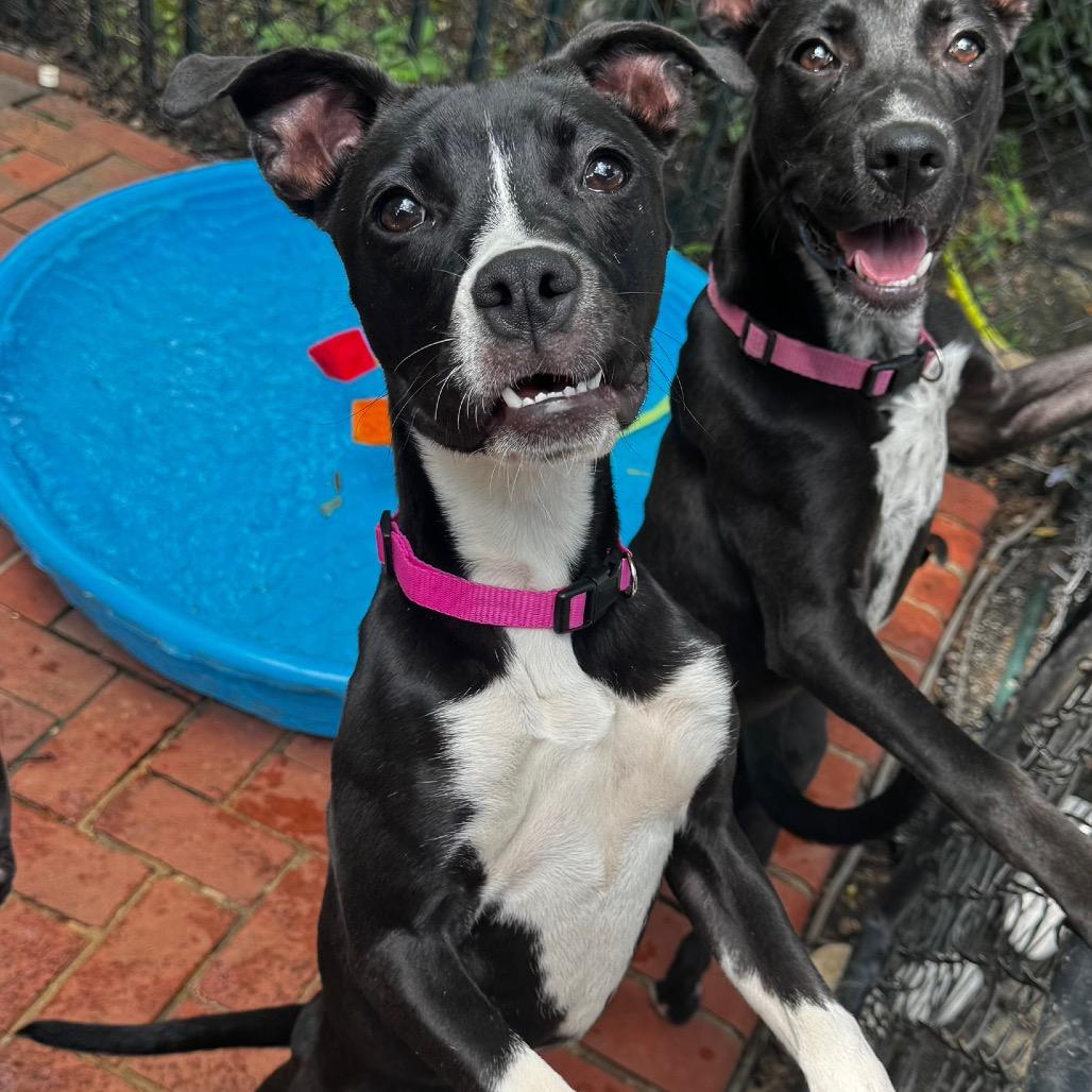 Aubrey, Adoptable, Young Female Black Labrador Retriever & Terrier.